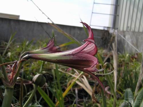 Striped Panther 2.JPG